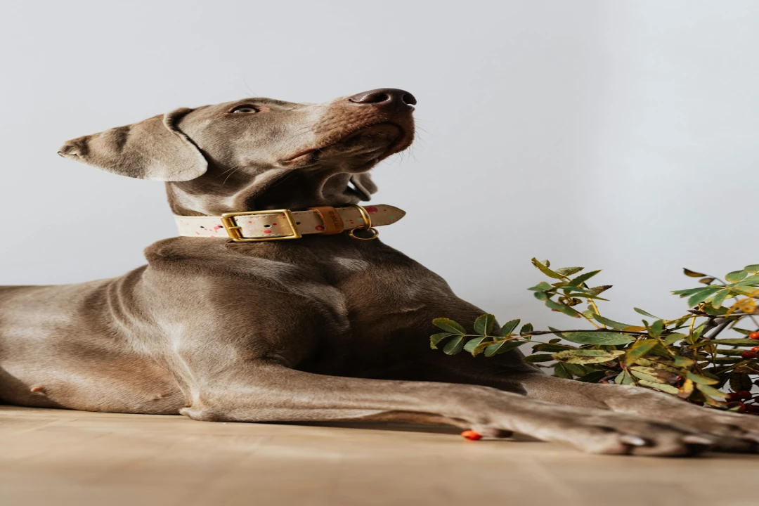 Collier pour chien original : bien le choisir
